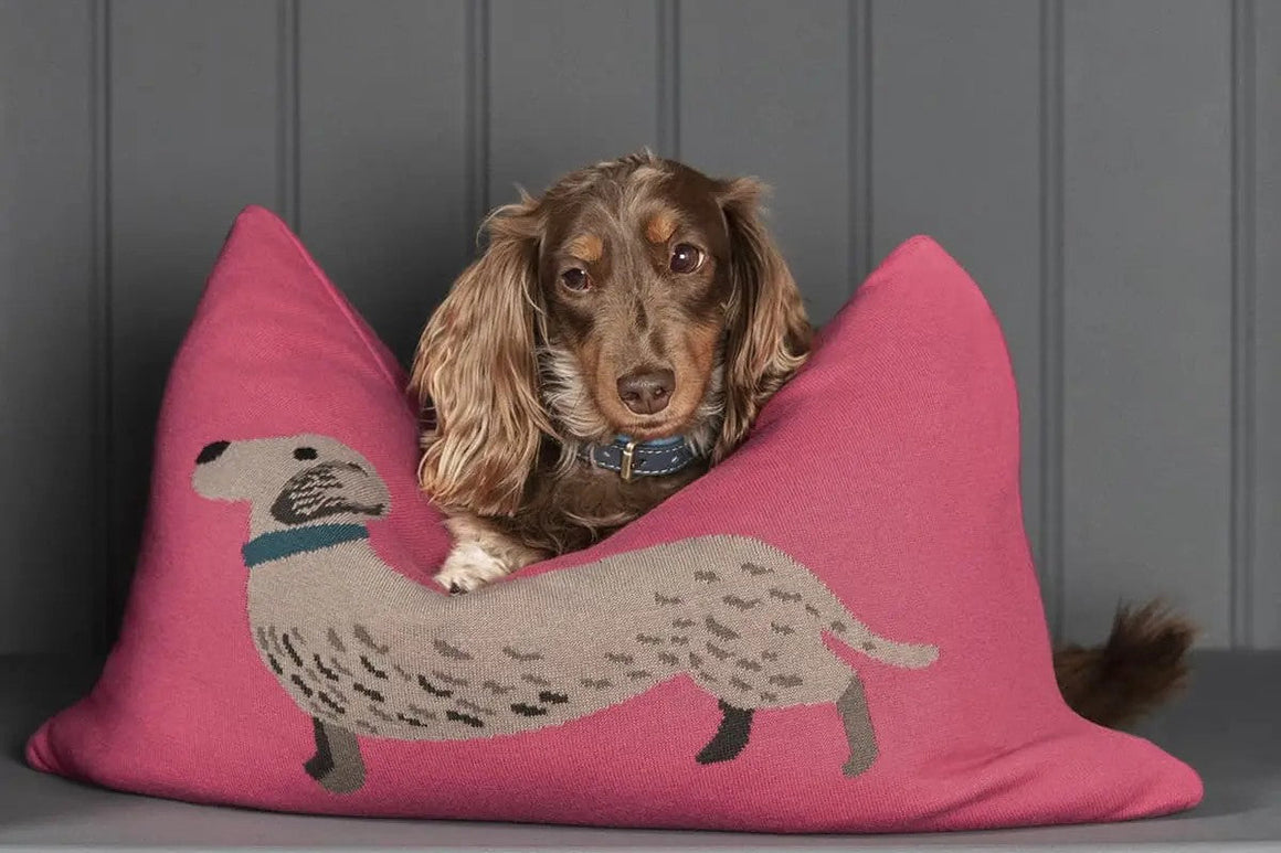 THOUGHFUL GIFTS FOR PETS AND PET LOVERS