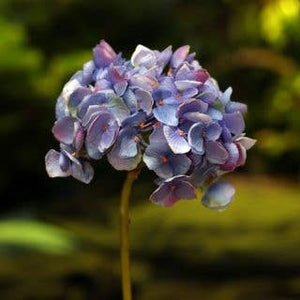 Close-up of a cluster of purple flowers with a blurred green background