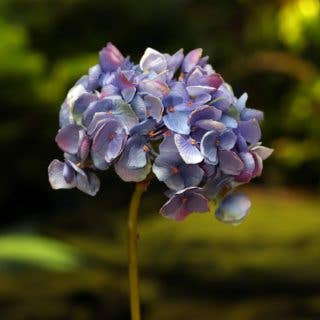 Close-up of a cluster of purple flowers with a blurred green background