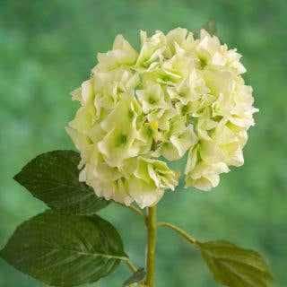 Light green flower with leaves against a blurred green background
