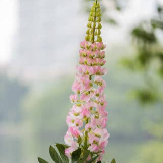 ARTIFICIAL LIGHT PINK LUPIN