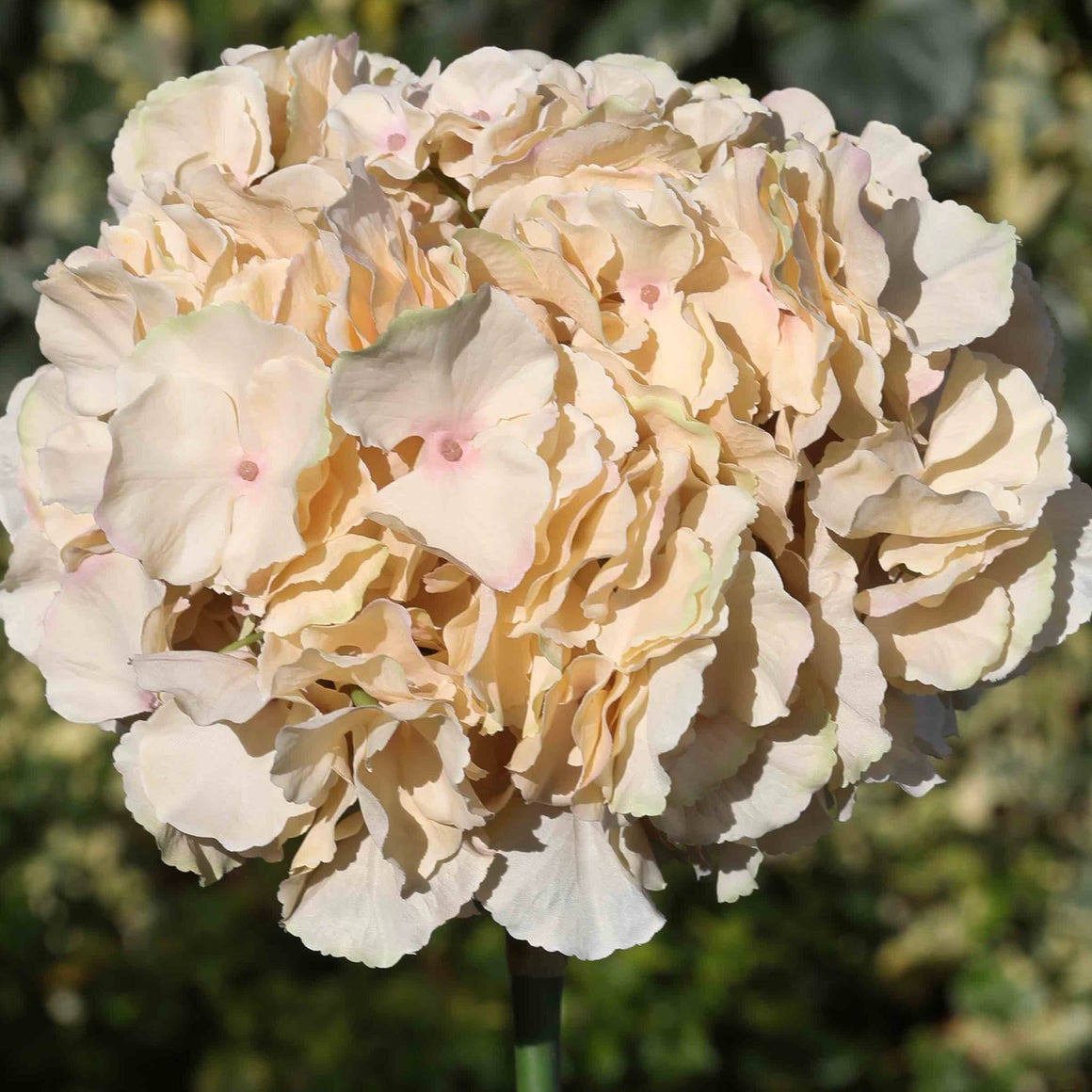 Close-up of a beige carnation flower with a blurred green background