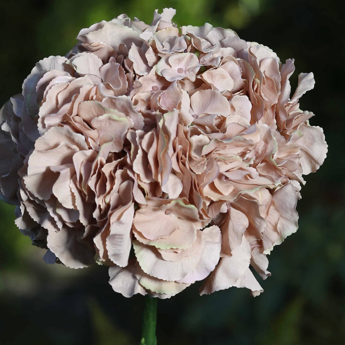 ARTIFICIAL HYDRANGEA EXTRA LARGE - PALE COFFEE