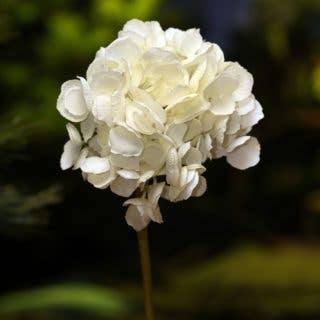 ARTIFICAL WHITE MEDIUM HYDRANGEA SHORT STEM