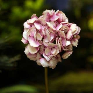 ARTIFICIAL SHADED PINKS MEDIUM HYDRANGEA - SHORT STEM