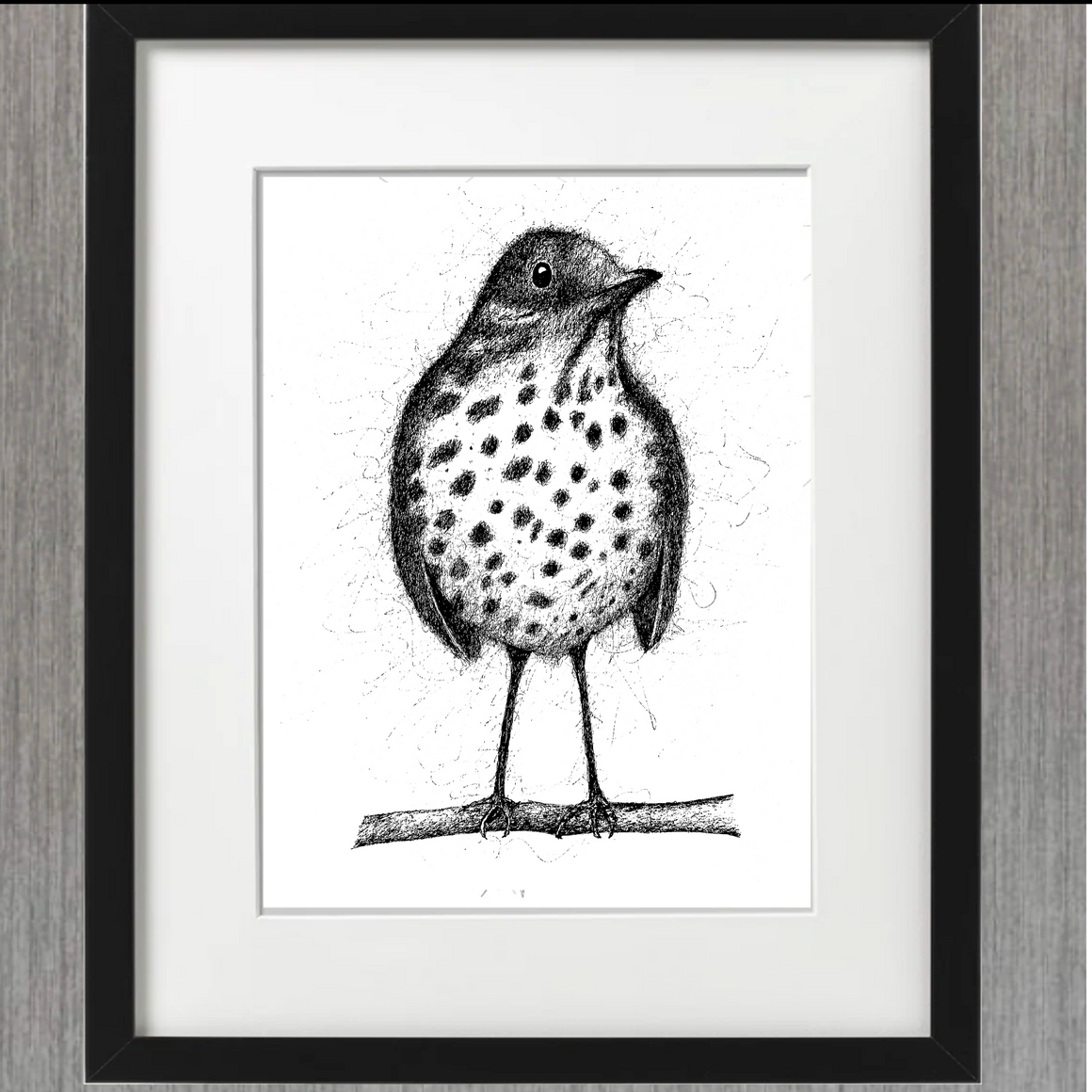Print of a song thrush pen and ink artwork by Ian Grime, featuring detailed bird illustration on a Feather & Twigs branded print.