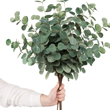 Hand holding a bundle of green eucalyptus leaves against a white background