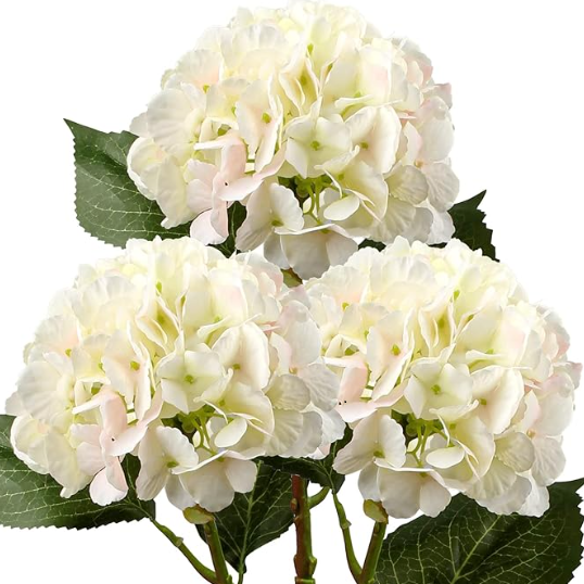 Bouquet of white hydrangeas with green leaves on a white background