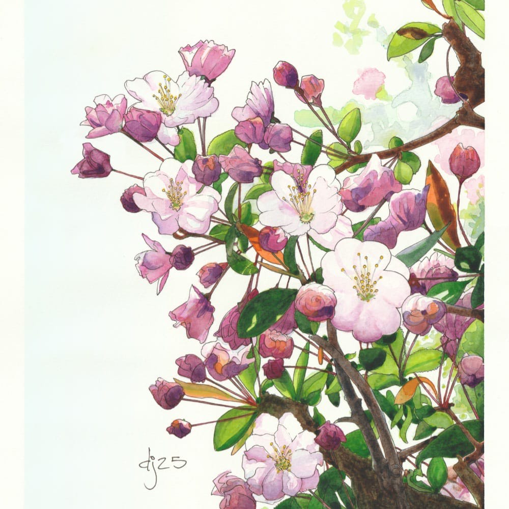 CHERRY BLOSSOMS A3 FRAMED ORIGINAL OR MOUNTED PRINT - Feather & Twigs