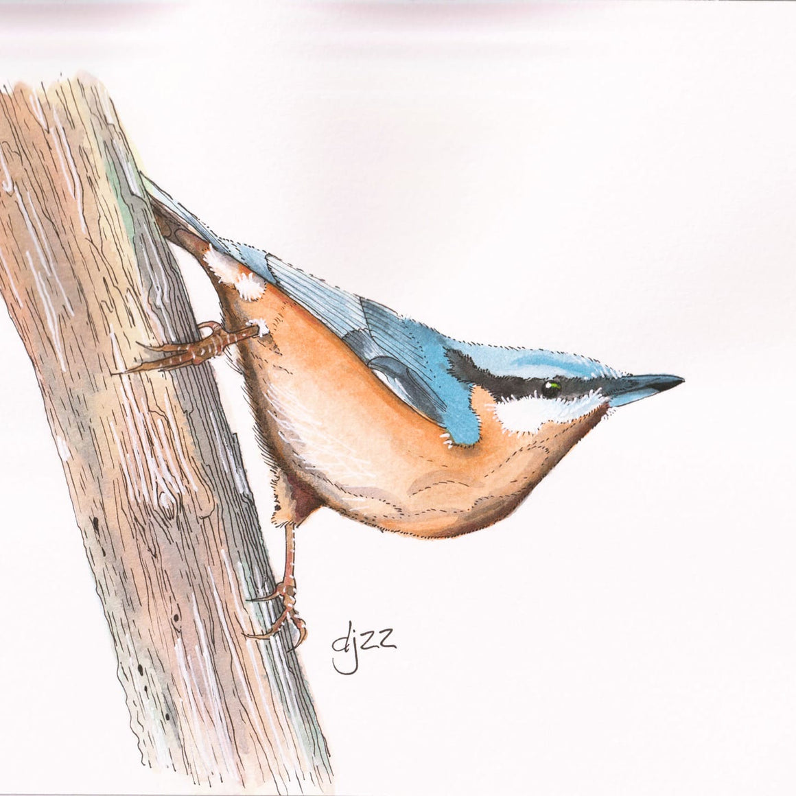 "NUTHATCH" A4 ORIGINAL WATERCOLOUR - Feather & Twigs