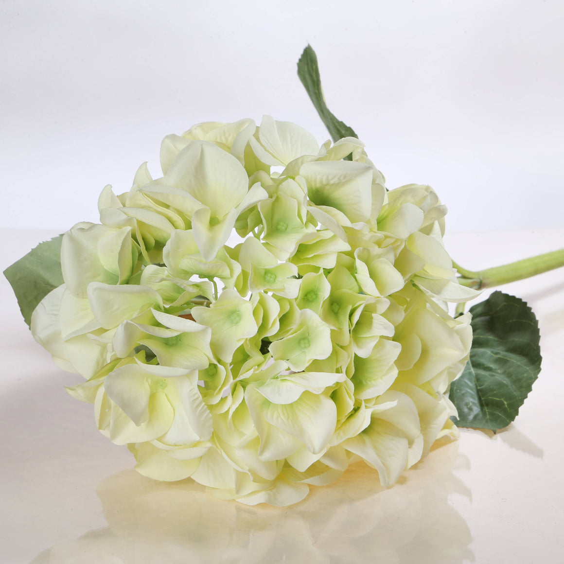 Light green hydrangea flower on a white background