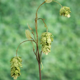 Artificial hop cone stem against a green background