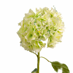 Light green hydrangea flower on a white background