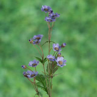 ARTIFICIAL MAUVE DAISY SILK FLOWER SPRAY STEM