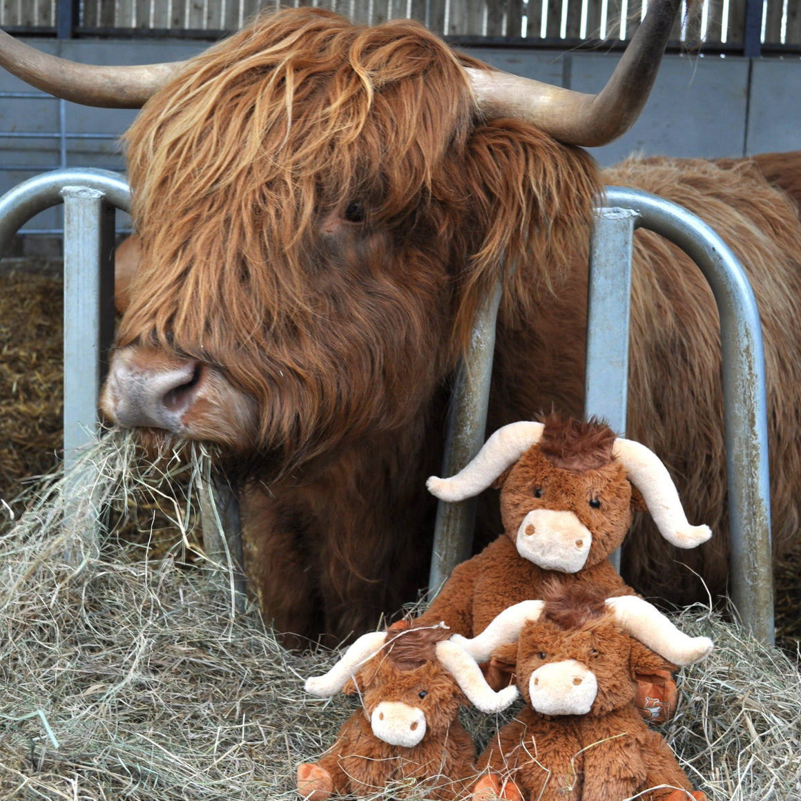 HORNED HIGHLAND COW - 23 CM - Feather & Twigs
