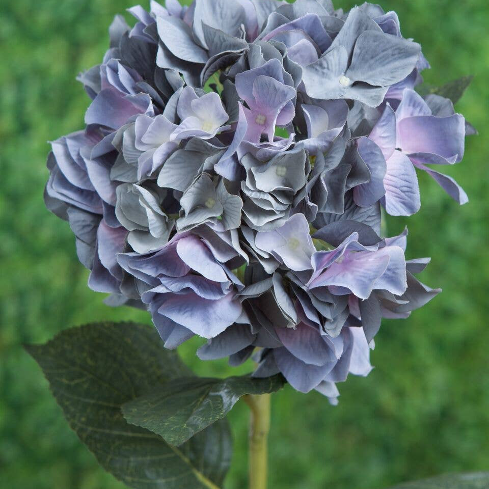 Purple hydrangea flower against a green background