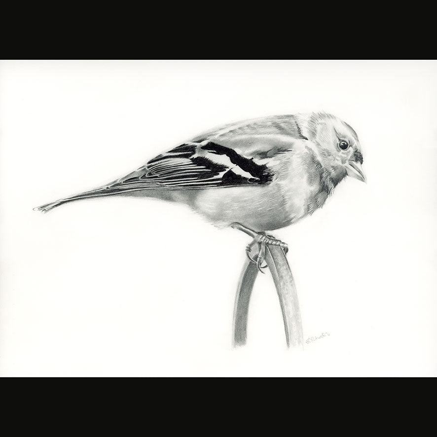 LIMITED EDITION PRINT OF CHAFFINCH - (20) - Feather & Twigs