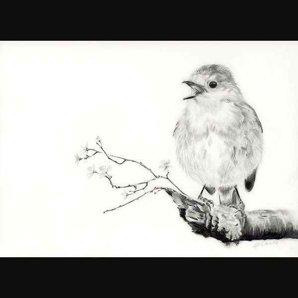 PENCIL DRAWING OF ROBIN - Feather & Twigs