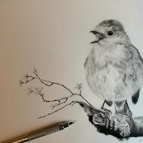 Pencil drawing of bird
