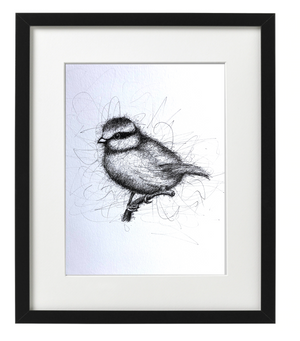 BLUE TIT -  PEN & INK - LIMITED EDITION PRINT