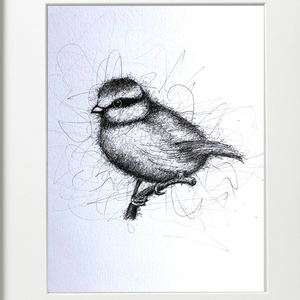 BLUE TIT -  PEN & INK - LIMITED EDITION PRINT