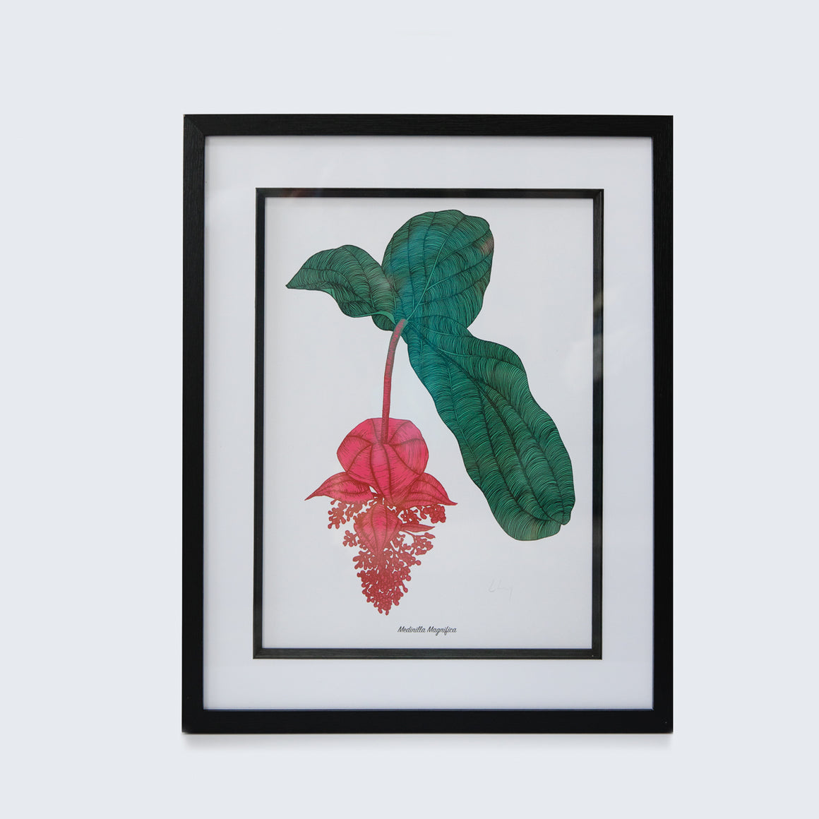 BOTANICAL PRINT - MEDINILLA FLOWER