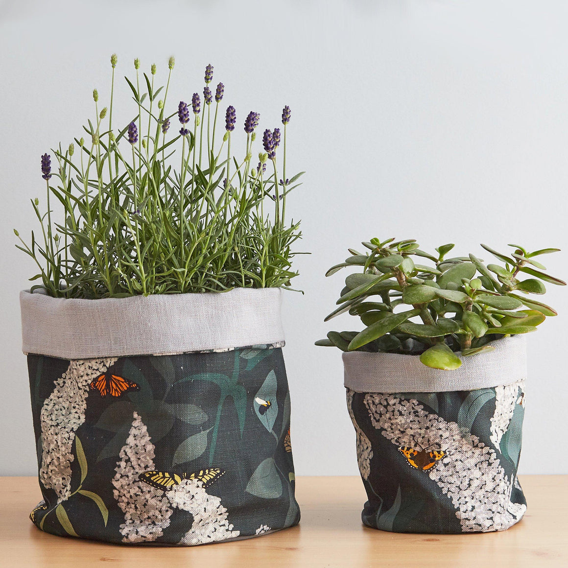 BUDDLEIA PLANT POT