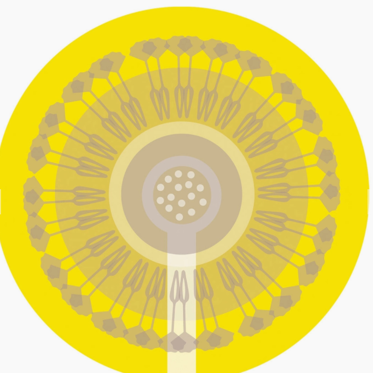 DANDELION COASTERS - SET OF 4 - Feather & Twigs