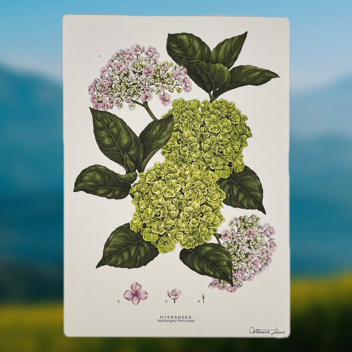 HYDRANGEA PRINT