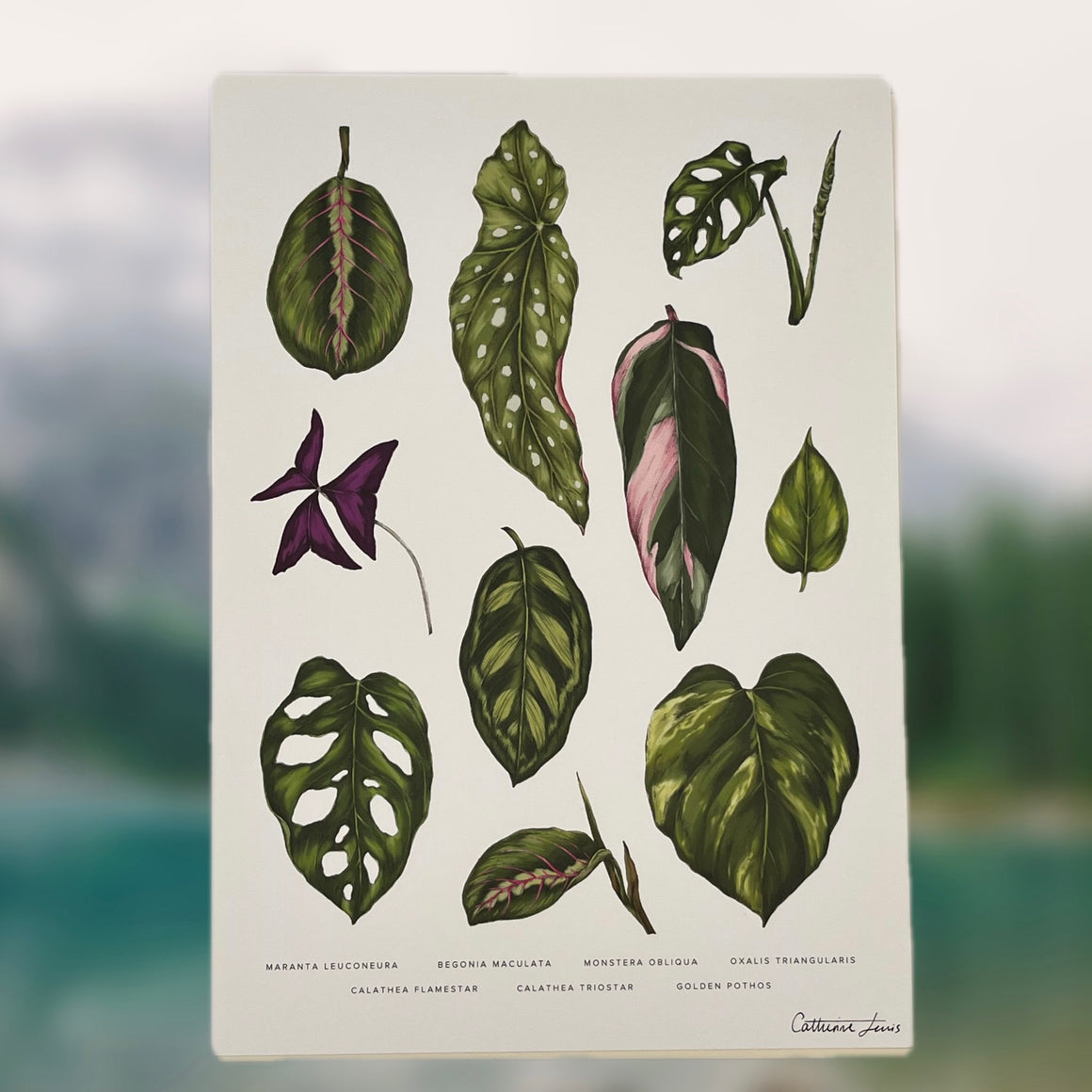 LEAF ILLUSTRATION PRINT