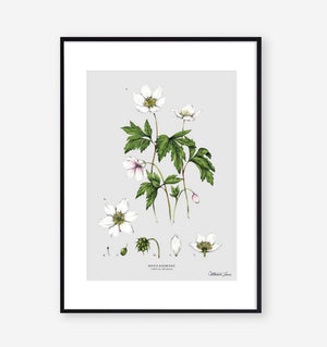 BOTANICAL PRINT