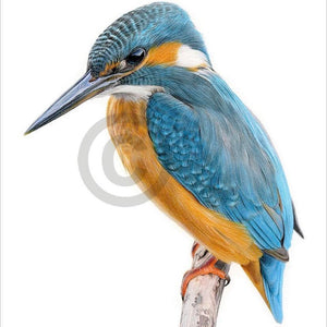 KINGFISHER LIMITED EDITION PRINT